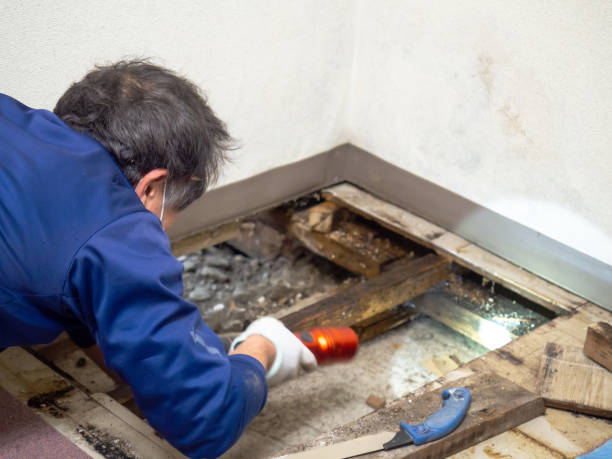 Best Professional Mold Removal  in Porter, IN