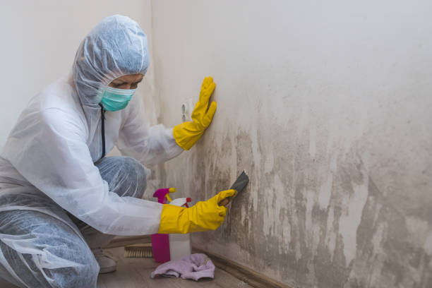 Best Crawl Space Mold Removal  in Porter, IN