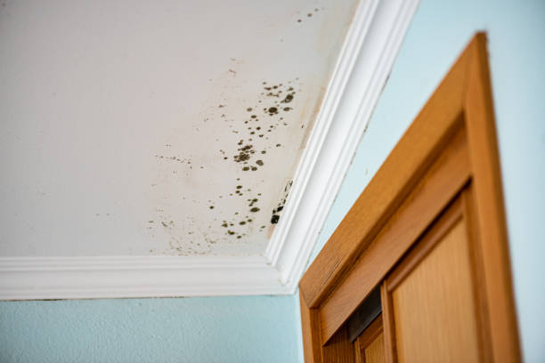 Best Mold Removal Specialists  in Porter, IN