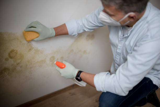 Best Toxic Mold Removal  in Porter, IN