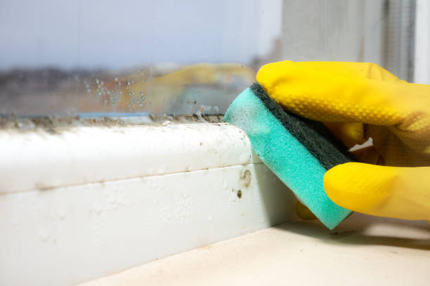 Best Attic Mold Removal  in Porter, IN