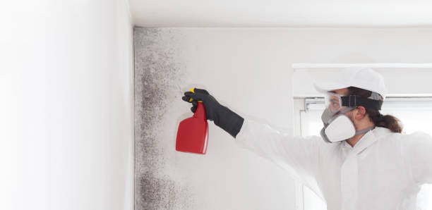 Best Toxic Mold Removal  in Porter, IN