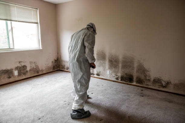 Best Professional Mold Removal  in Porter, IN