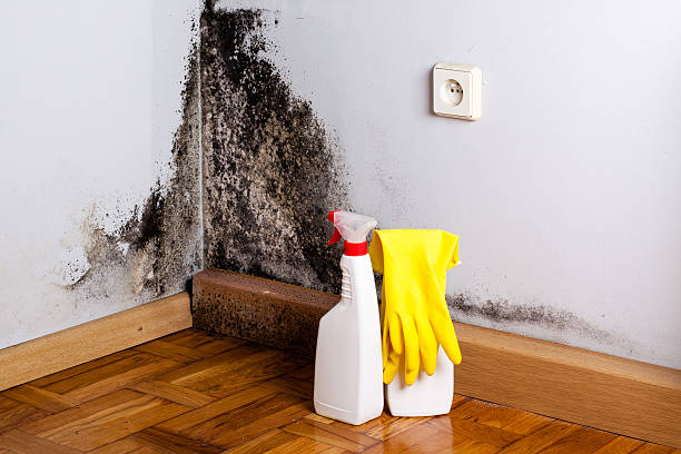 Best Fast Mold Removal  in Porter, IN