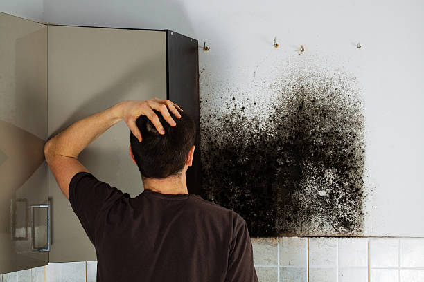 Mold Testing and Removal in Porter, IN