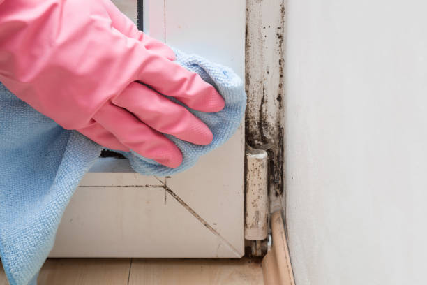Best Black Mold Removal  in Porter, IN