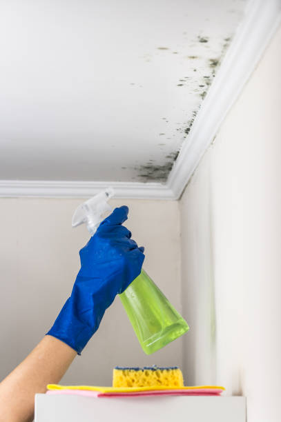 Best Commercial Mold Removal  in Porter, IN