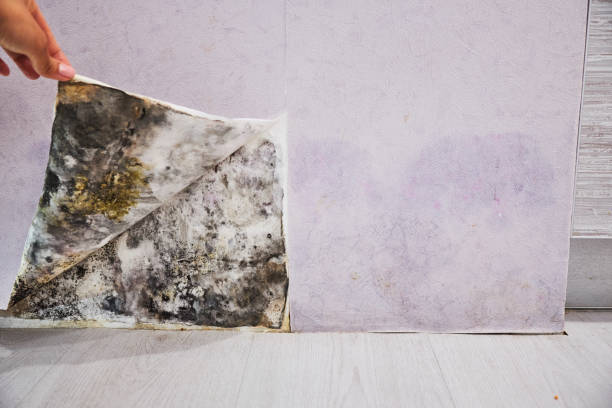 Best Local Mold Removal Service  in Porter, IN